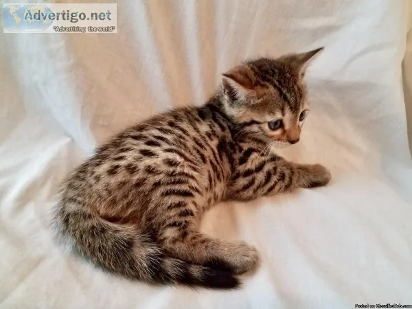 Absolute Bengal kitten