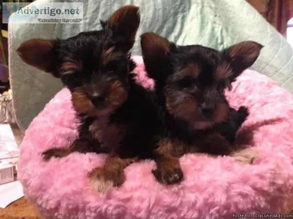 Pure Yorkie Puppies for Adoption