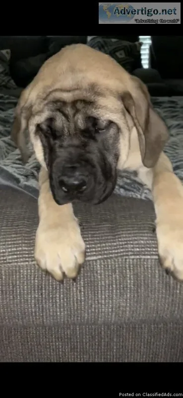 Champion Bred Mastiff pup