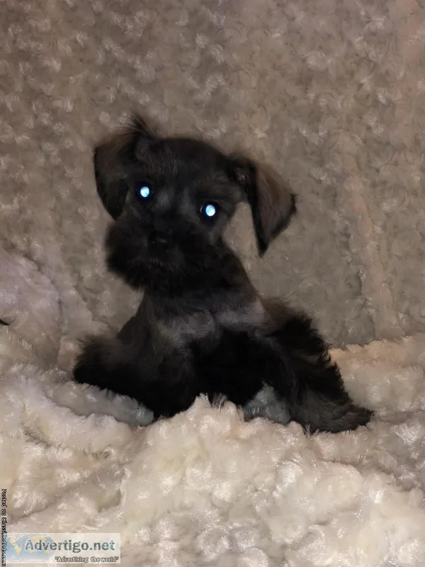 APRI 5 adorable miniature schnauzers