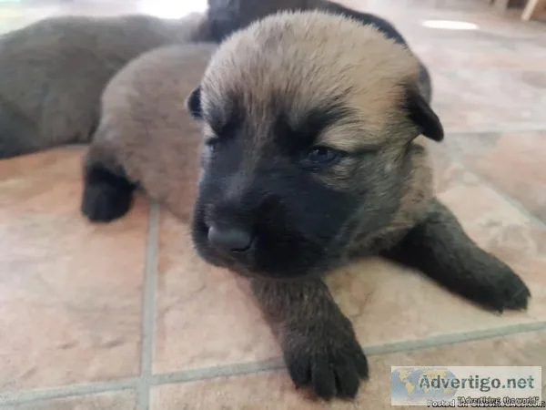 Show Quality German Shepherd puppies