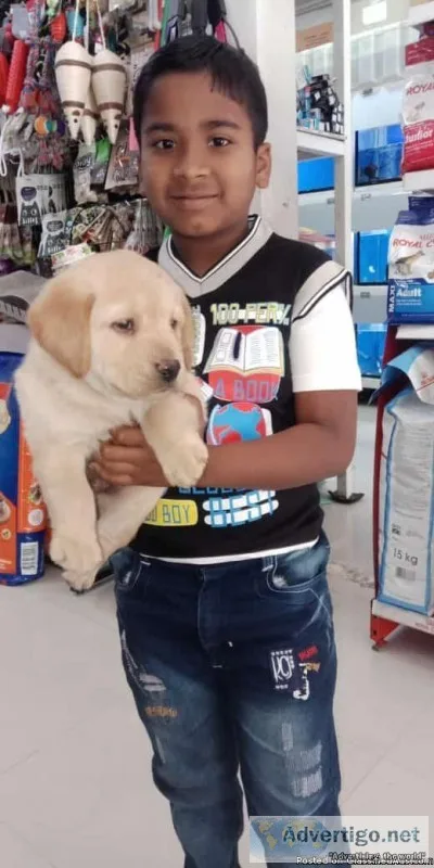 Labrador retriever male female puppy available