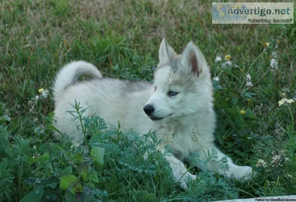 HuskyMalamute puppy for sale