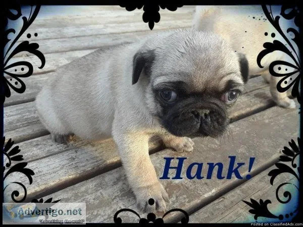 Fawn Male Pug