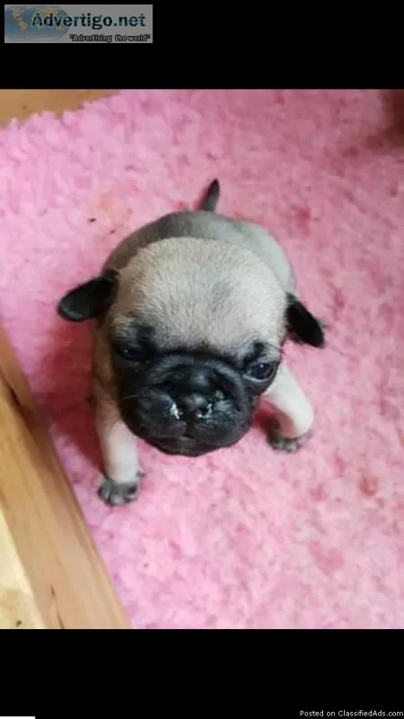 Kc reg pugs