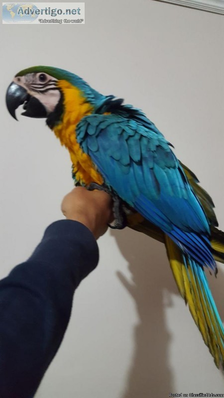 Baby Blue And Gold Macaw Available