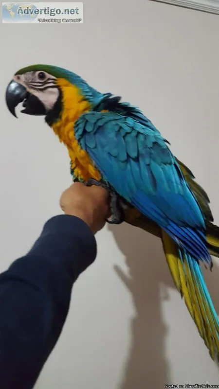 Baby Blue And Gold Macaw Available