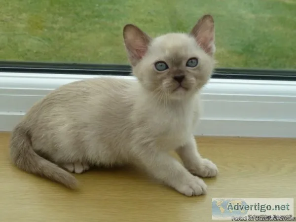 Beautiful Burmese kittens available