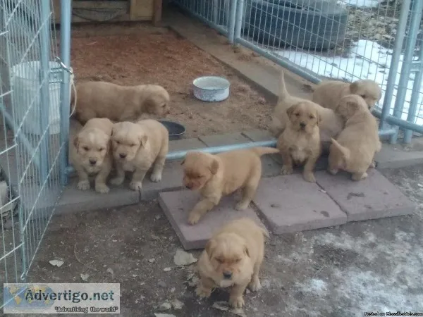 Golden Retriever puppies &AgraveKC