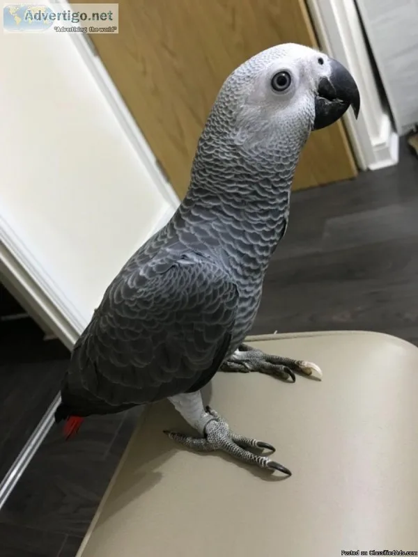 Talkative african grey parrots.
