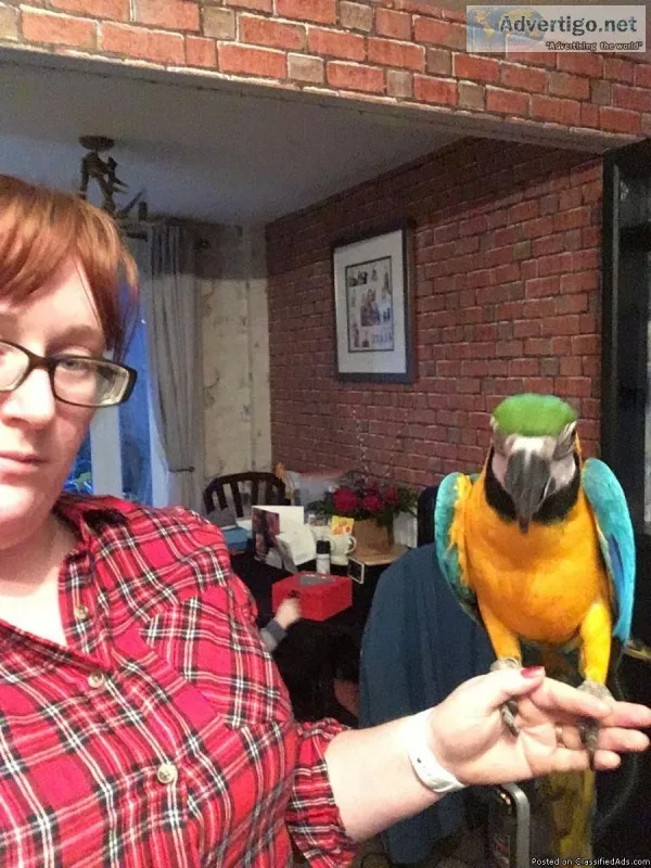 Tamed Pair of blue and gold macaw for sale