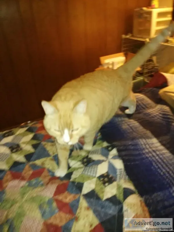 Cat male neuterd healthy 7yo