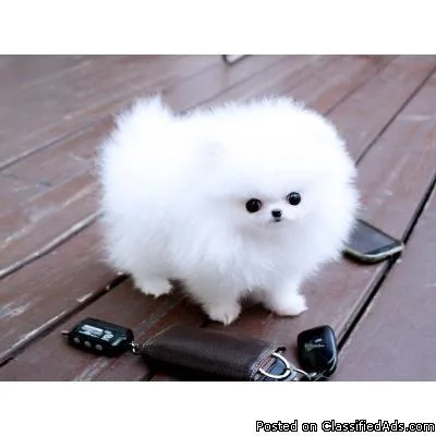Pomeranian Puppies for Sale