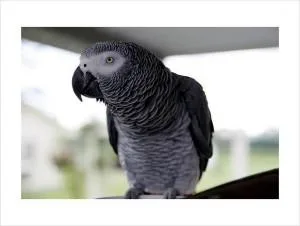 Sweet and lovely African grey parrots for valentine