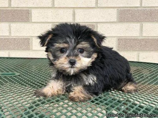 Miniature Yorkshire Terrier Puppies