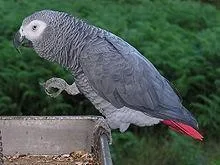 ADORABLE AFRICAN GREY PARROTS FOR ADOPTION