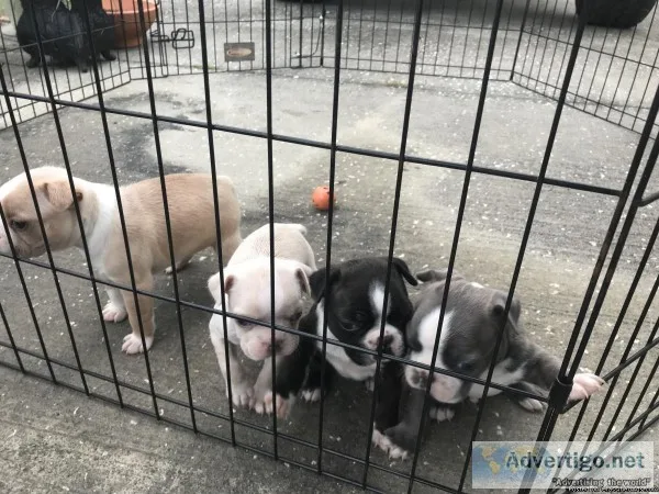 Valentines Day puppies