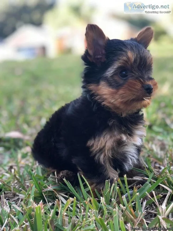 Excellent Yorkie Puppies