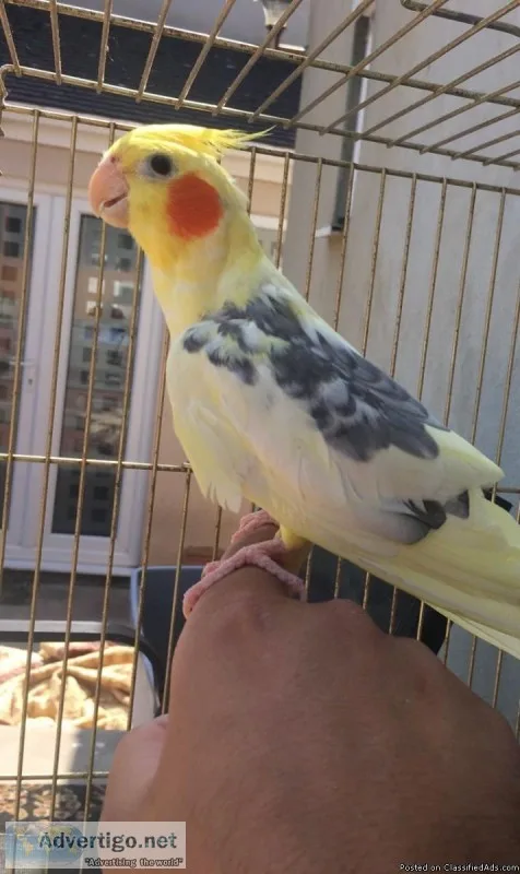 REHOMING 2 COCKATIELS  MUST SEE