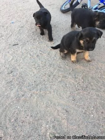 German Shepard Puppies for Sale