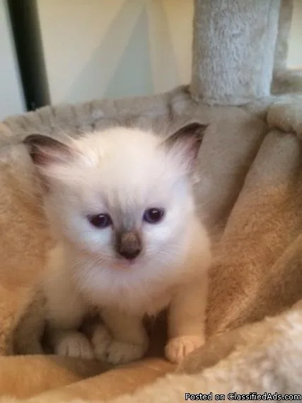 Three Birman Kitten Available