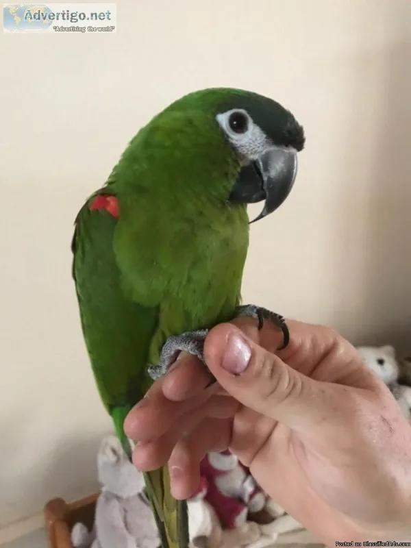 Registered Hyacinth Macaw Parrots