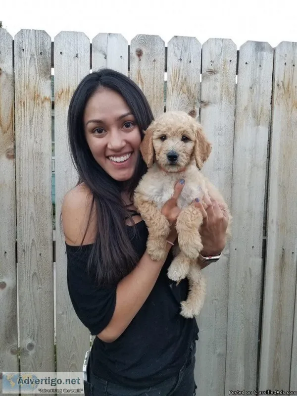 F1b.b petite goldendoodle puppies