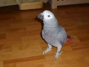 African grey parrot
