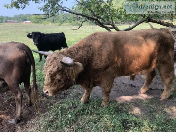 Highlander Bull Dexter cows and highlander Dexter calf&rsquos