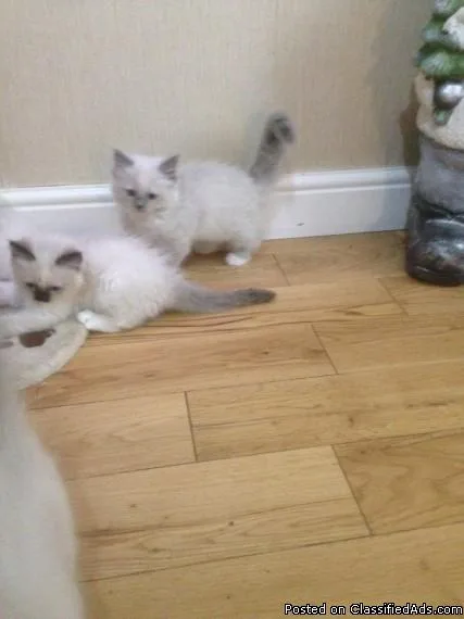 Gorgeous Ragdoll Kittens Ready Now