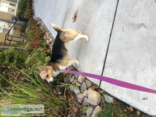 Female Pembroke Corgi