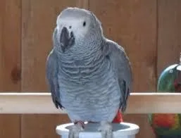 African Grey Talking parrot Hand reared