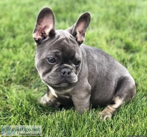 Frenchie puppies available