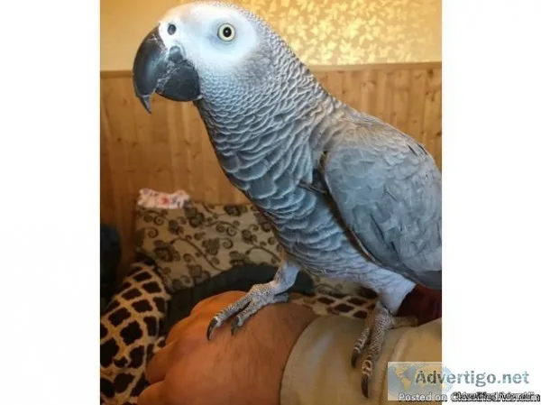 African grey parrot baby 16 mths old