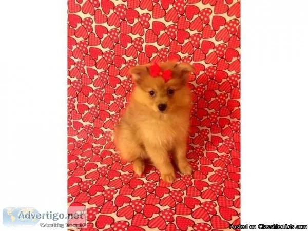 Pomeranian-Caramel - Female