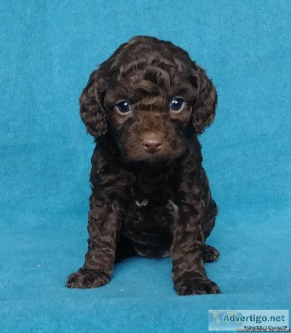 Isabelle Female Cockapoo