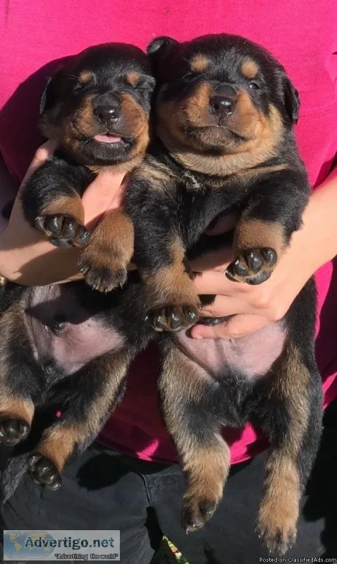 Male Rottweiller Puppy