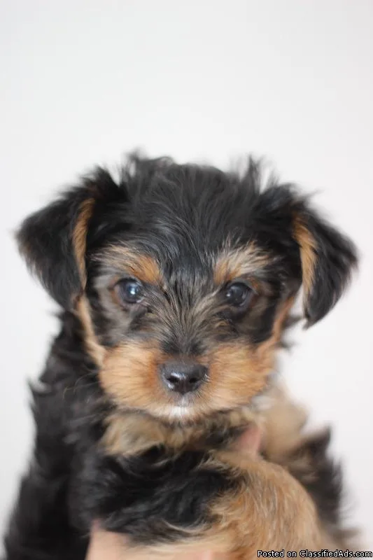 Pure Yorkie Puppies for Sale