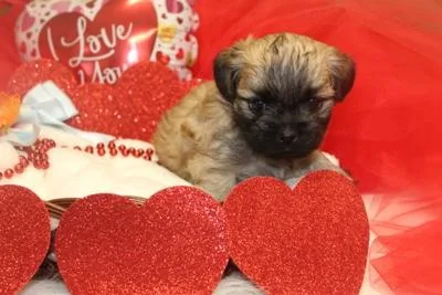 CKC Reg. Malti-tzu Male Puppy