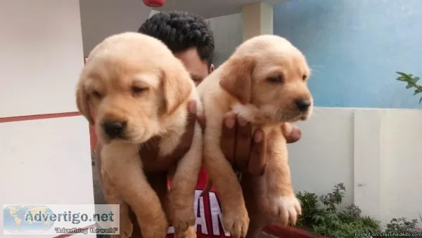 Cute Labrador Puppies for Sale