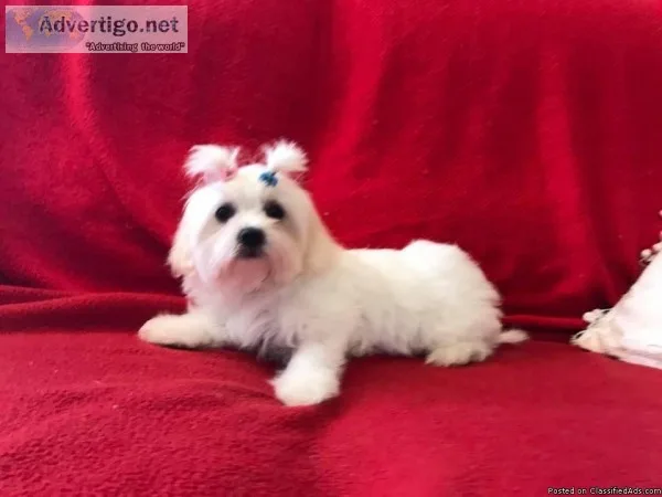 Maltese puppies
