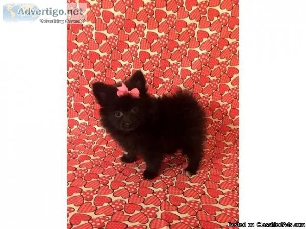 Pomeranian- Betsy - Female