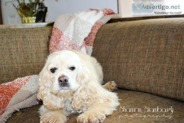 Goldie Female Cocker Spaniel