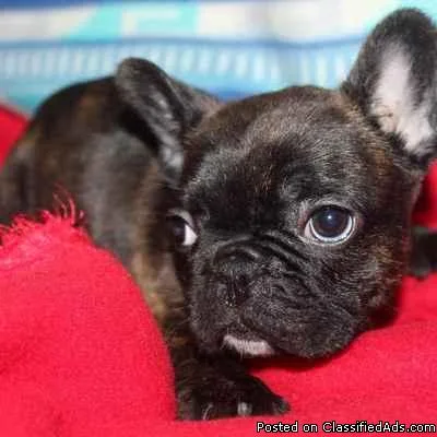 French Bulldogs