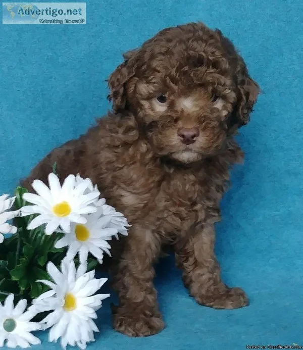 Cookie Male Cockapoo
