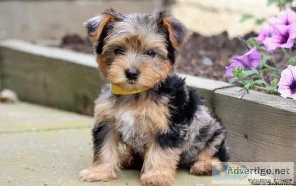Yorkie puppies for Adoption