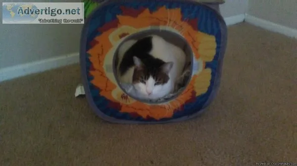 Cat Looking For A Good Home