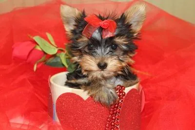 Tea-cup Male Yorkie Puppies