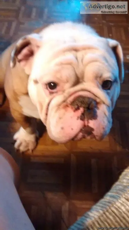 One year old English bulldog