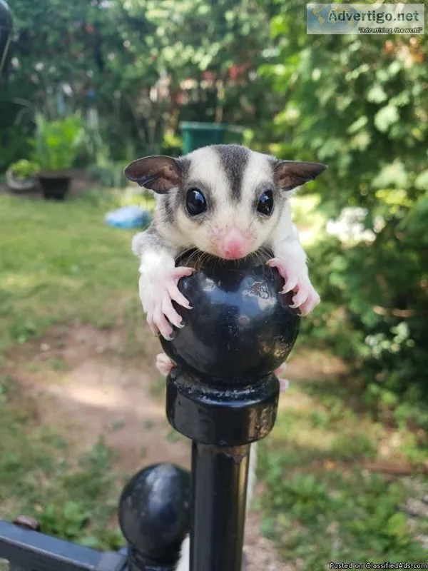 beautiful sugar glider joey